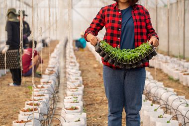 Yeşil filizin seçici yakın çekimi. Tohumdan büyüyen yeşil kavun. 