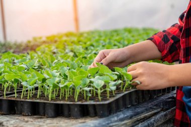 Çiftçiler bitkisel hidroponik organik ekimle ilgileniyorlar. Filizlenmiş tohumlar seradaki siyah tepside ekilir..