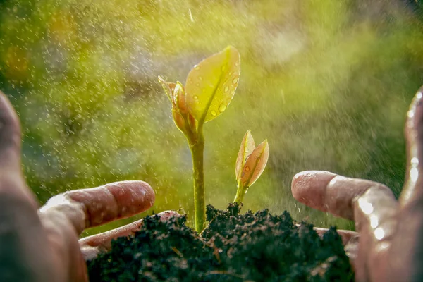 Dikkatli ellerle tutarken ve yemyeşil bitkileri korurken. Yağmur mevsimi sabah ışığında topraktan filizlenmek için harikadır..