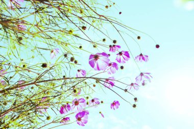 Kozmos çiçeklerinin bahçesinin yumuşak odağı için fantastik bir bulanıklık anı. Mavi gökyüzü ile çiçek tarlasında bir hayal kur..