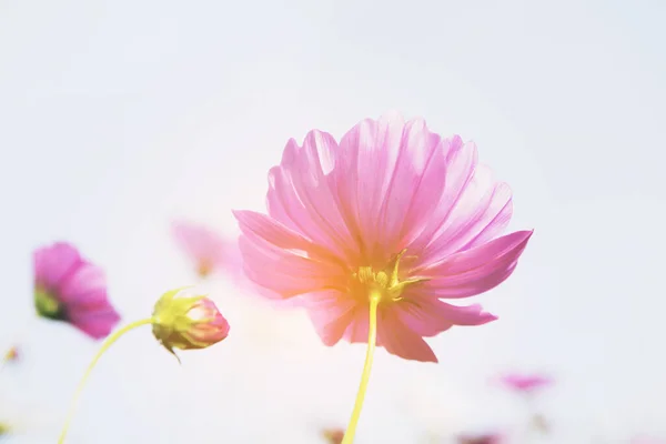Sweet back of Pink cosmos flowers move in the sky,Blurry to soft focus and retro film look new color intrend tone.