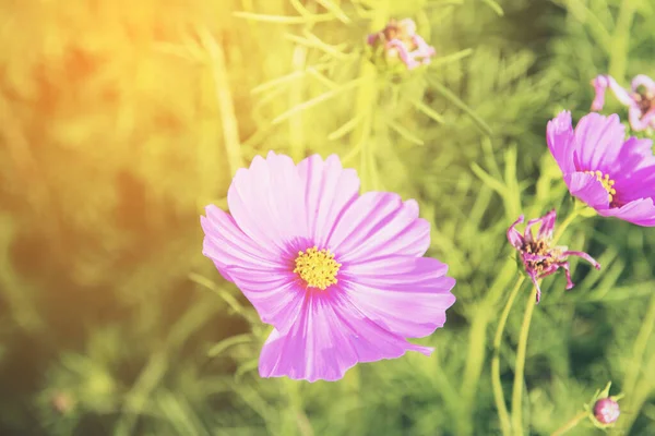 Pink cosmos flowers garden,Blurry to soft focus and retro film look new color intrend tone.