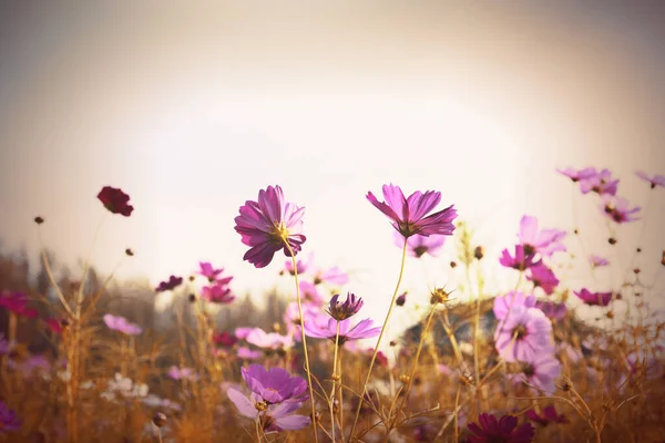 Pembe ve kırmızı kozmos çiçek bahçesi, bulanık bulanık odak ve retro film yeni bir renk tonuna bak.