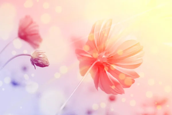 Pembe kozmosun tatlı sırtı gökyüzünde hareket eder, bulanıklaşır yumuşak odak noktasına ve retro film yeni bir renge bürünür..