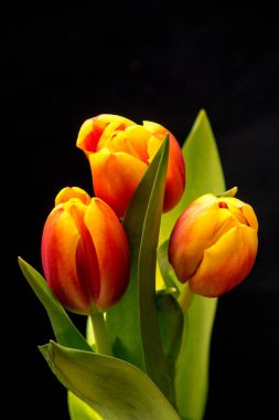 Siyah arkaplanda renkli güzel laleler