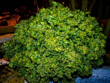 Güzel yaprakları olan yeşil çalı.