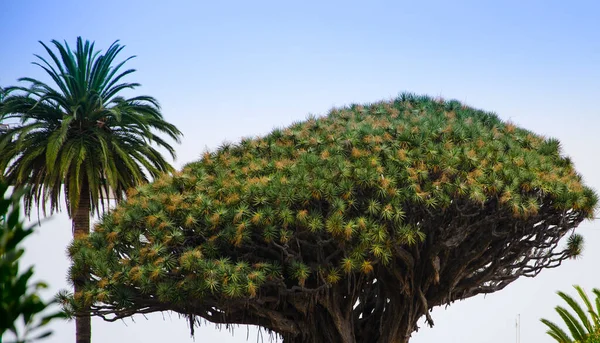 棕榈树，绿叶映衬着天空 — 图库照片