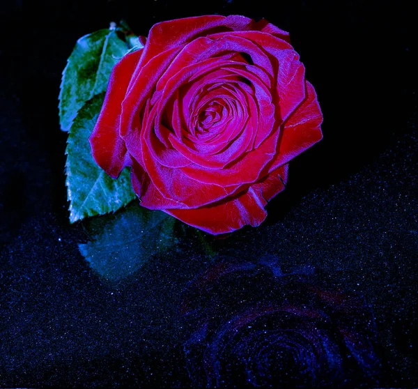 Rosa Bella Rossa Con Retroilluminazione Blu Sfondo Nero — Foto Stock