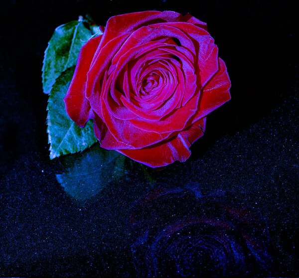 Rose, beautiful, red, with blue backlight on a black background
