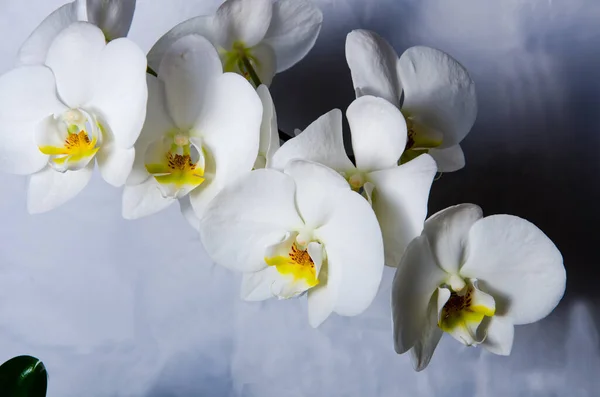 Phalaenopsis Adorabile Con Fiori Bianco Gialli — Foto Stock
