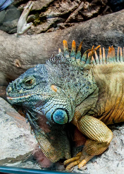 Iguana Zoo Gros Plan — Photo