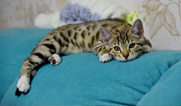 Gatito Gris Con Una Mirada Triste Cerca — Foto de Stock