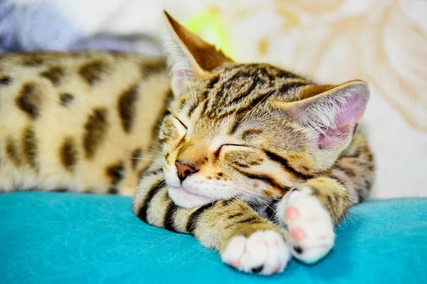 Gray Kittensleeps Beautifully Back Sofa Close — Stock Photo, Image