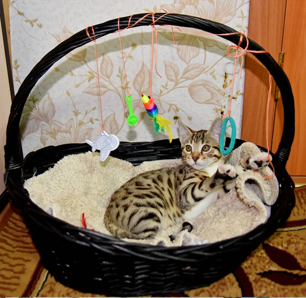 Spotted Kitten Licks Basket — Stock Photo, Image