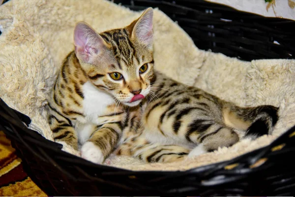 Spotted Kitten Licks Basket — Stock Photo, Image