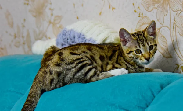 Gray Kitten Licks Couch — Stock Photo, Image