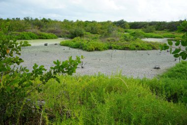 Cayo Santa Maria 'da bataklık. Küba.