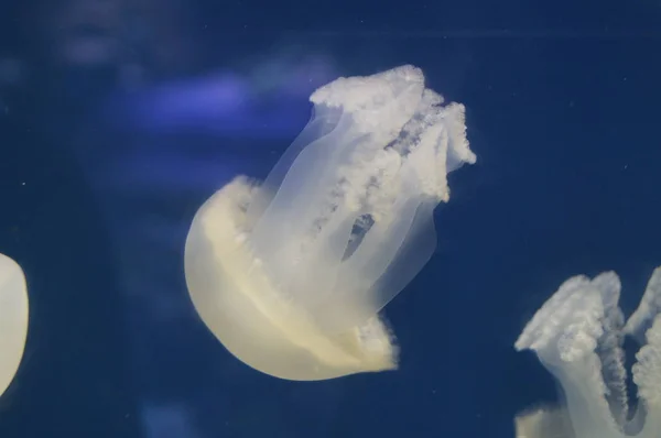 Jellyfish Underwater World Red Sea Safaga — Stockfoto