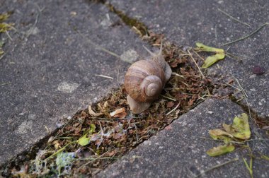 Kaldırımda salyangoz var. Litvanya