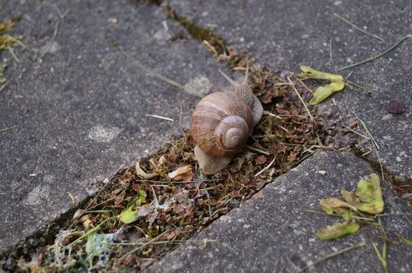 Snail Sidewalk Lithuania — Stockfoto