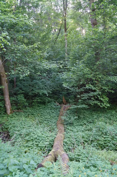 Arbre Tombé Dans Forêt Lituanie — Photo