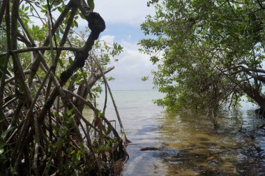 Tulum, Quintana Roo, Meksika 'daki tropik sahil.