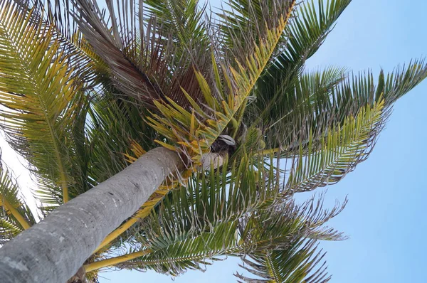 Palme Gegen Den Himmel Mexiko — Stockfoto