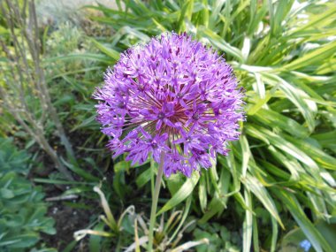Bahçedeki Violet Allium