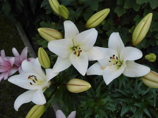 White Lilies Garden — Stock Photo, Image