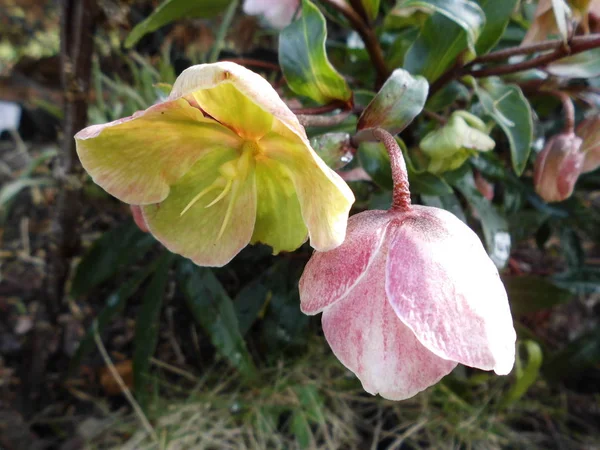 Krásný Helleborus Niger Dešti Zahradě Berlín — Stock fotografie