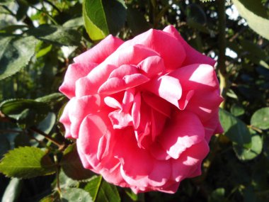 Tırmanış Pembe Dağcı koyu pembe olanları oluşturur