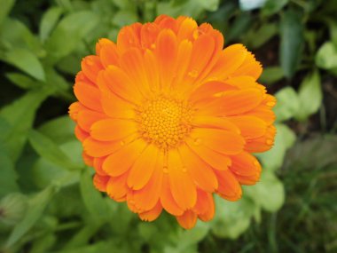 Calendula Memurları Bahçede