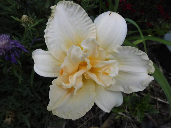 Hemerocallis Schnickel Fritz Zahradě Berlín Německo — Stock fotografie