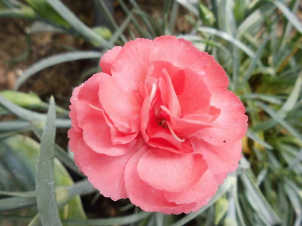 Pink carnation in the garden