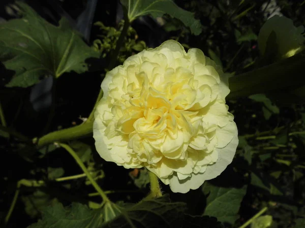 Yellow Alcea Rosea Garden — Stock Photo, Image