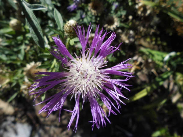 Голубой Кентаврийский Цветок Саду — стоковое фото