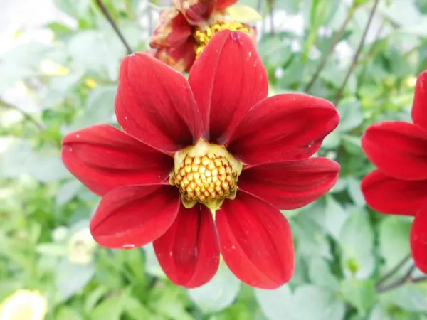 Red Dahlia Dans Jardin Berlin — Photo