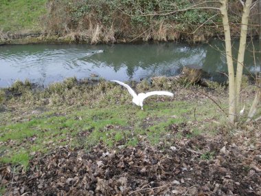 Kuğu ve ördekler Wuhle nehrinin orada. Berlin.