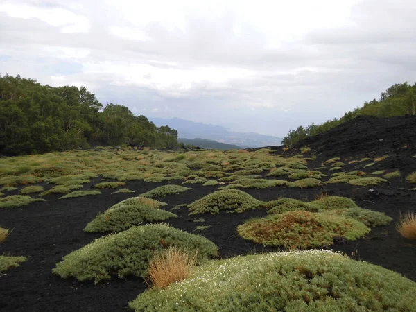 Plantas Monte Etna Sicilia —  Fotos de Stock