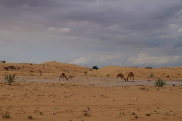 Верблюды Пустыне Оаэ — стоковое фото