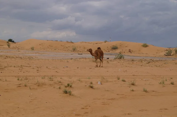 Καμήλα Στην Έρημο Των Ηνωμένων Αραβικών Εμιράτων — Φωτογραφία Αρχείου