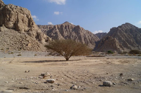Árvore Solitária Deserto Pedra Emirados Árabes Unidos — Fotografia de Stock