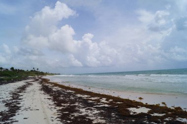 Tulum 'daki Paradise Beach, Quintana Roo, Meksika. Tropik sahil.