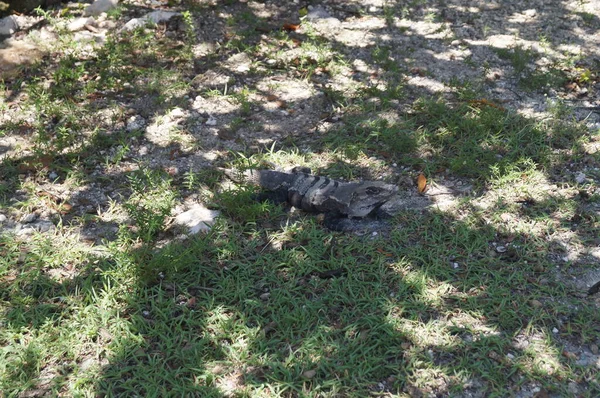 Reptilien Freier Wildbahn Ihrem Lebensraum Cancun Quintana Roo Mexiko — Stockfoto