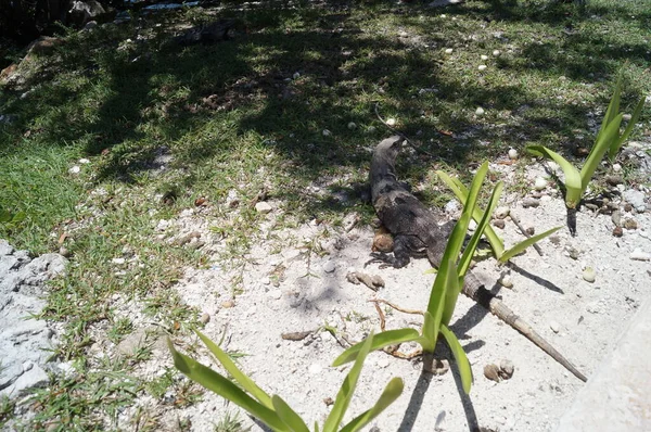 서식지의 에서의 파충류입니다 Cancun Quintana Roo Mexico — 스톡 사진