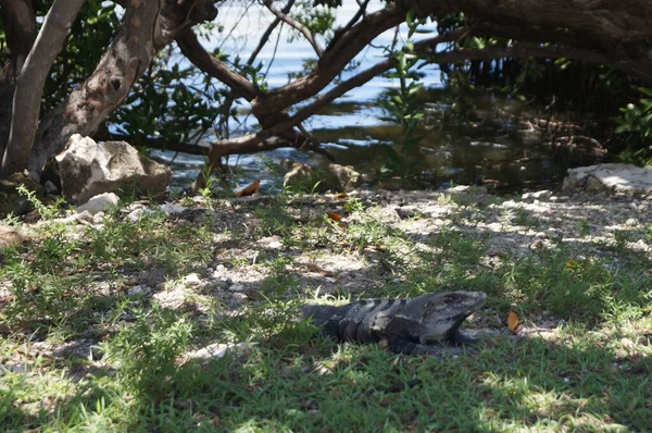 Réptil Estado Selvagem Seu Habitat Cancun Quintana Roo México — Fotografia de Stock