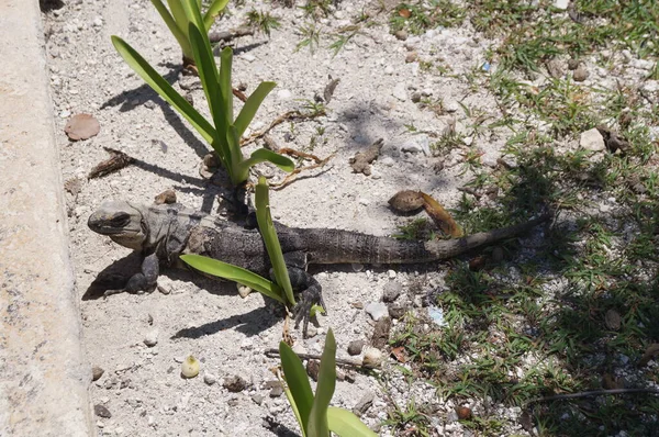 Reptilien Freier Wildbahn Ihrem Lebensraum Cancun Quintana Roo Mexiko — Stockfoto