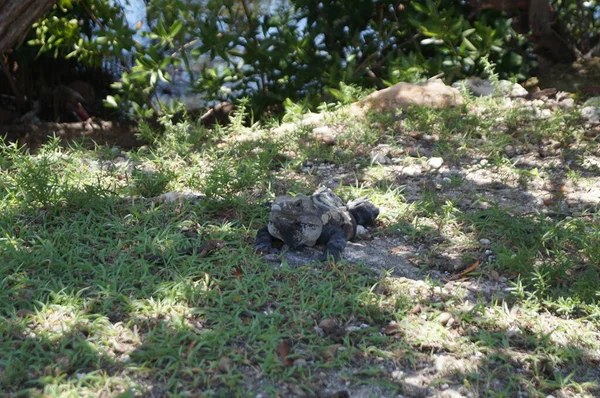 Reptilien Freier Wildbahn Ihrem Lebensraum Cancn Quintana Roo Mexiko — Stockfoto