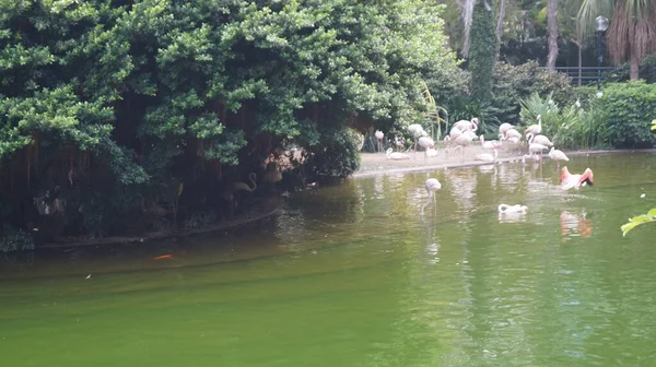 Rosafarbene Flamingos Auf Dem Teich Hongkong China — Stockfoto