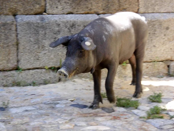 Porco Ibérico Espanhol Caminhando Pela Rua — Fotografia de Stock